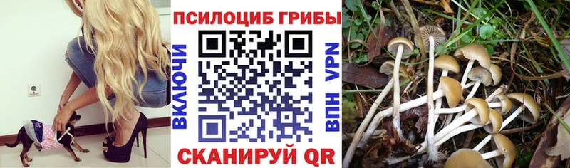 Псилоцибиновые грибы Psilocybe  где купить наркотик  Узловая 